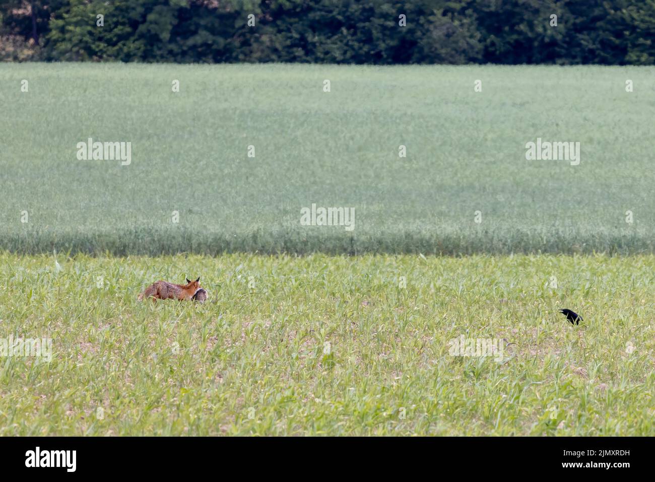 Fox running off with its kill Stock Photo