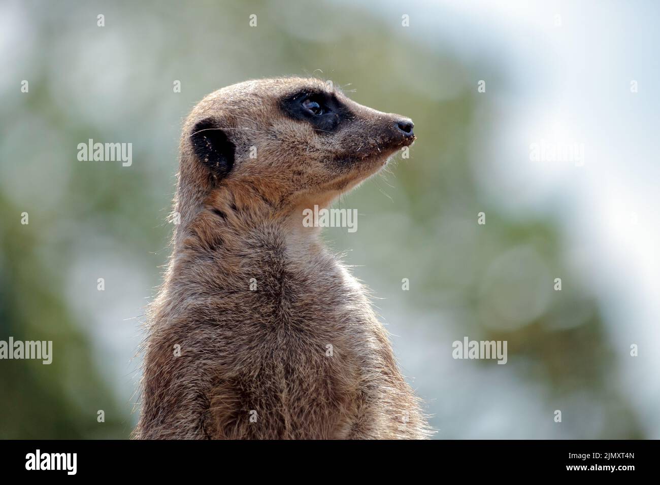 Meerkat or Suricate acting as a sentry Stock Photo