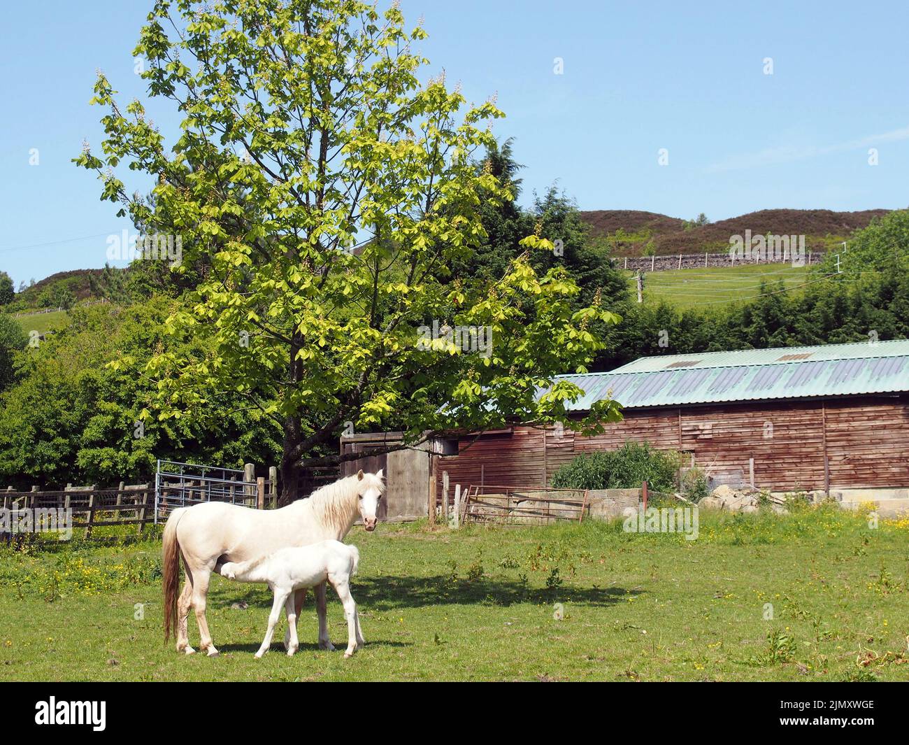 A white horse in a meadow sucking a foal surrounded by farm buildings and summer countryside Stock Photo