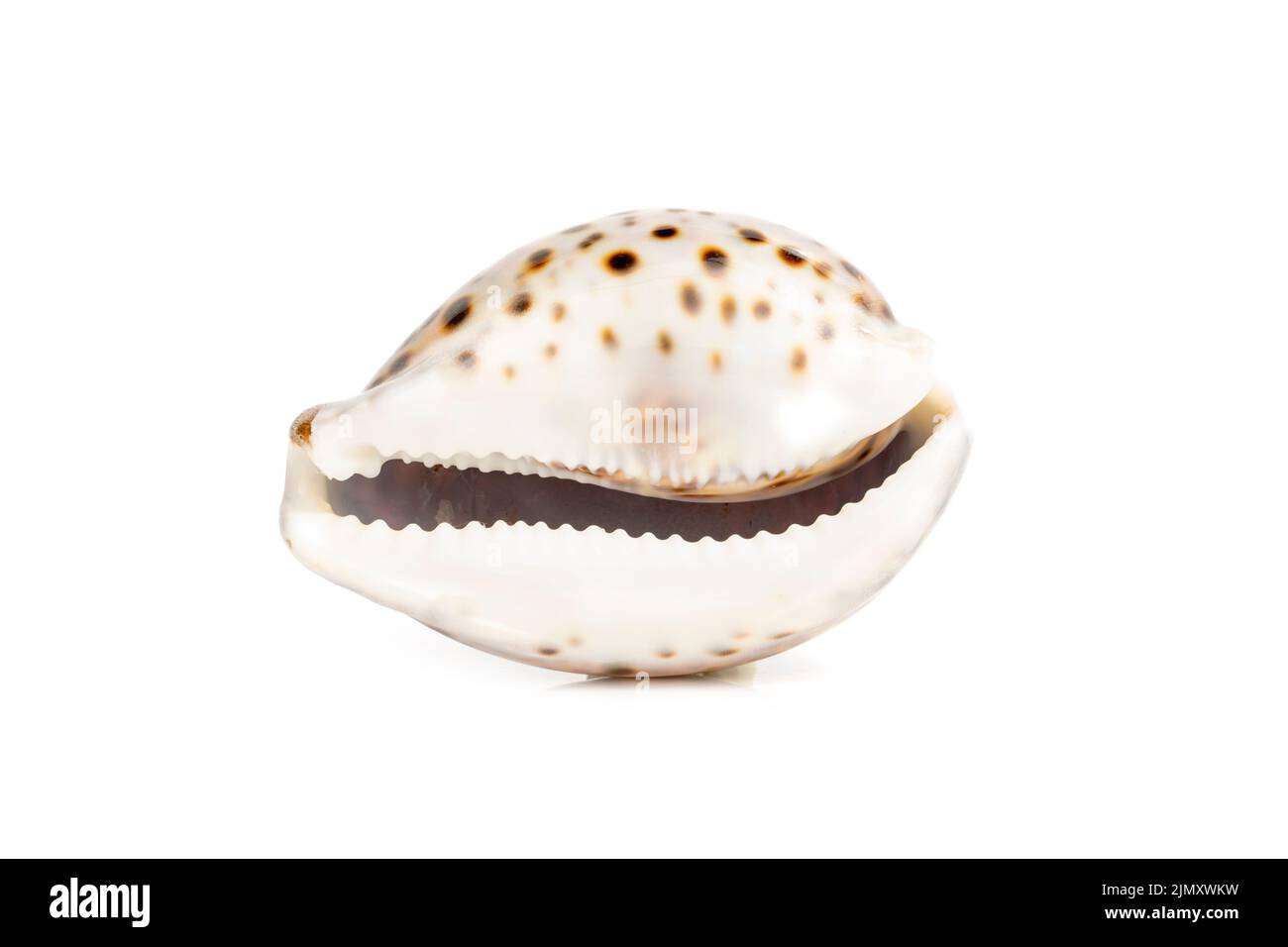 Image of tiger cowrie (Cypraea tigris) on a white background. Undersea Animals. Sea shells. Stock Photo