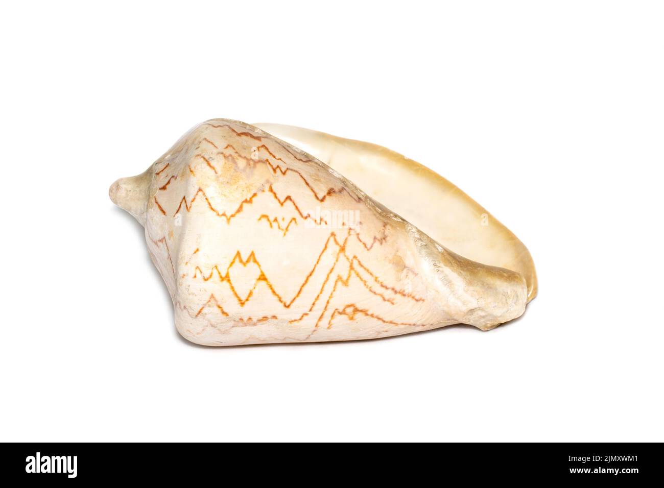 Image of andaman seashell (cymbiola nobilis) on a white background. Undersea Animals. Sea shells. Stock Photo