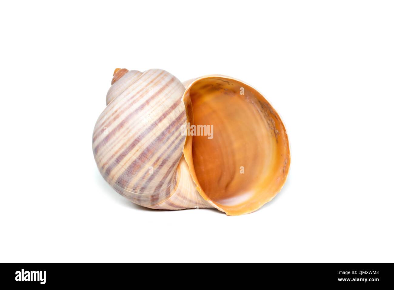 Image of large empty ocean snail shell on a white background. Undersea Animals. Sea shells. Stock Photo