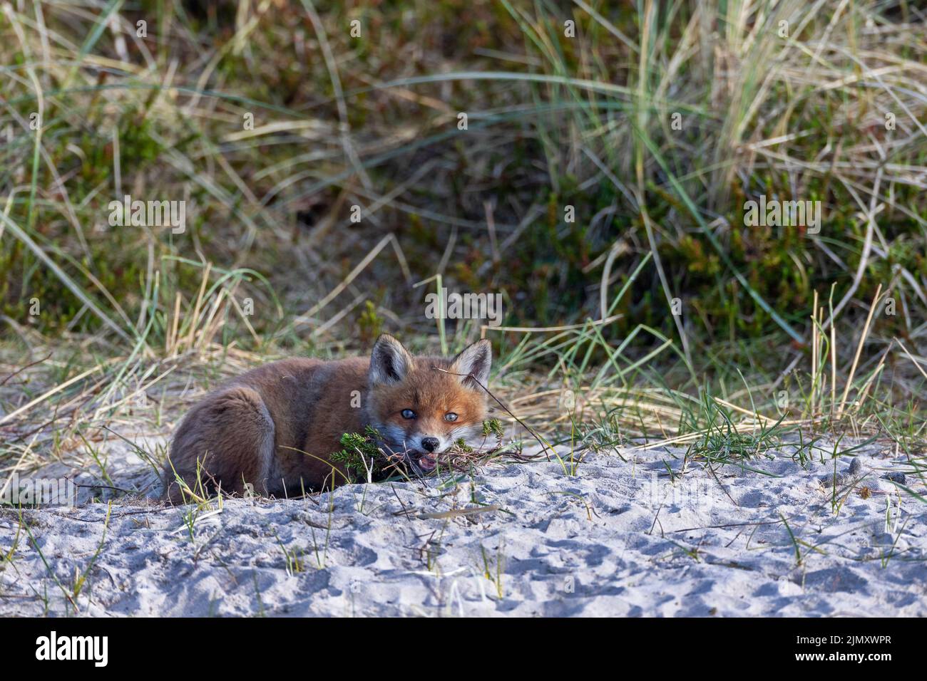 Red Fox pup plays with a torn out heather tuft / Vulpes vulpes Stock Photo