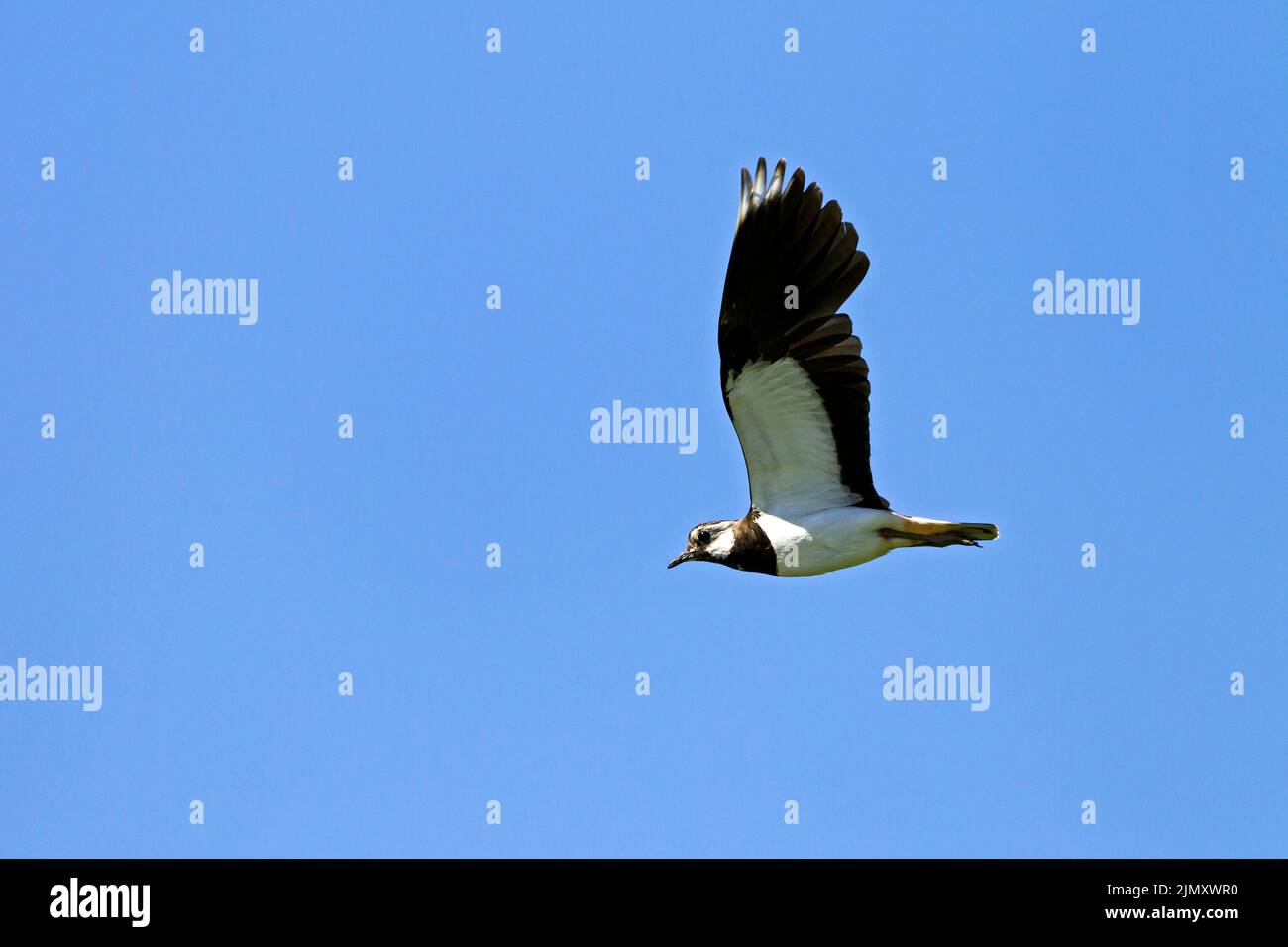 Northern Lapwing in flight / Vanellus vanellus Stock Photo