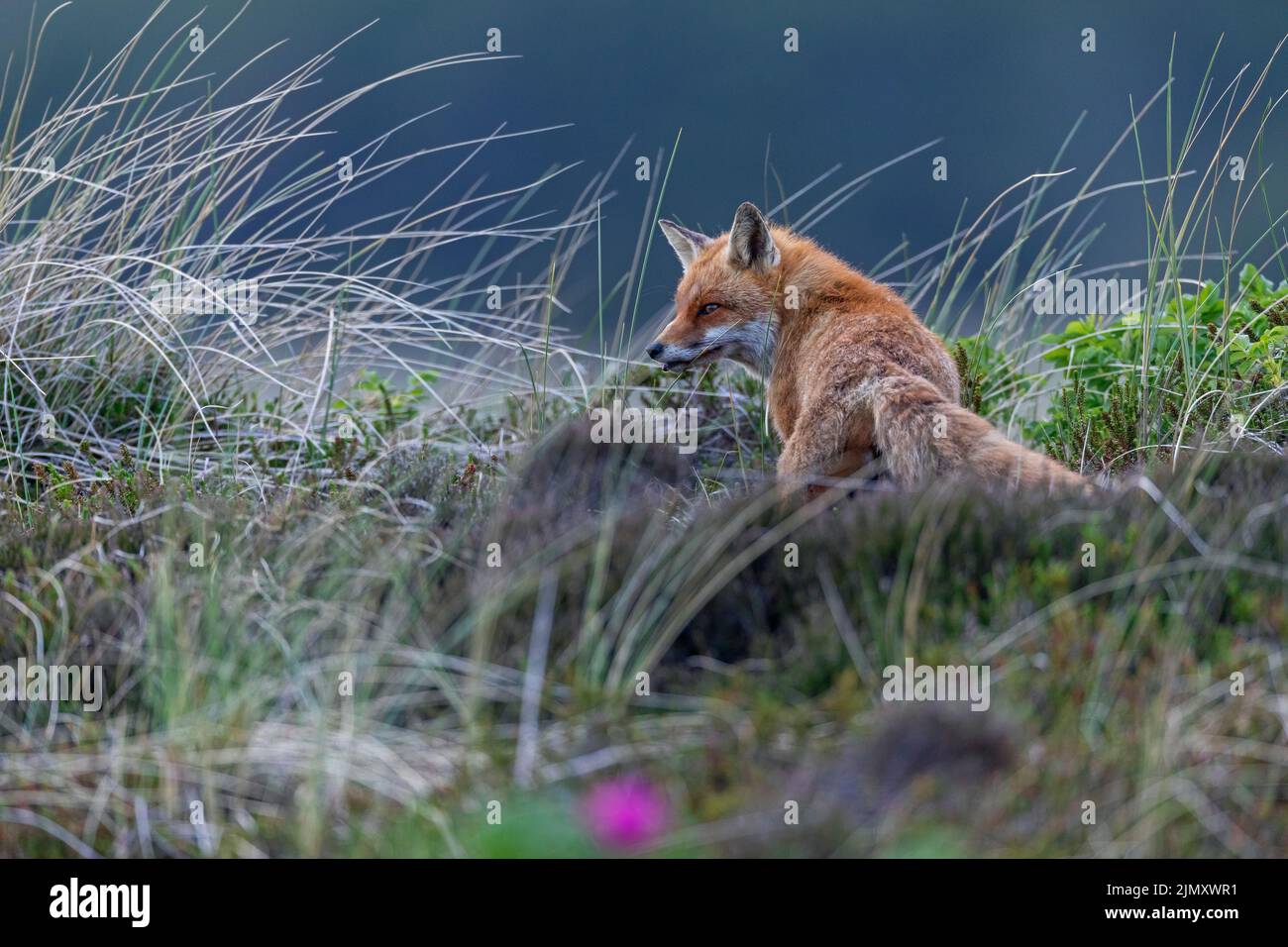Red Fox vixen near the den Stock Photo