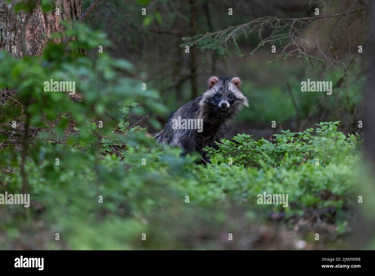 Raccoon Dog female in spring / Nyctereutes procyonoides Stock Photo
