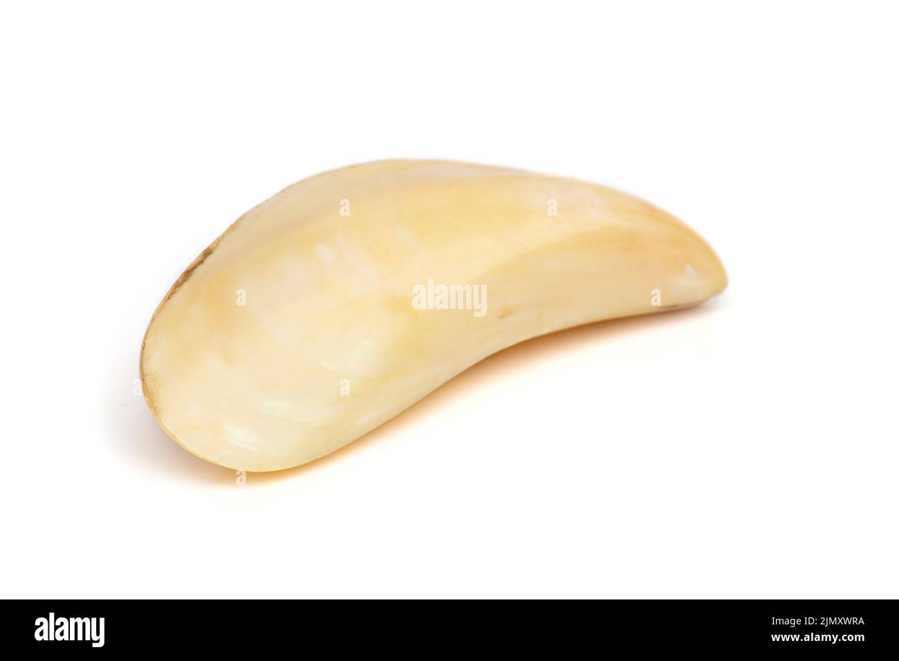 Image of beautiful pale yellow sea shells on a white background. Undersea Animals. Sea Shells. Stock Photo