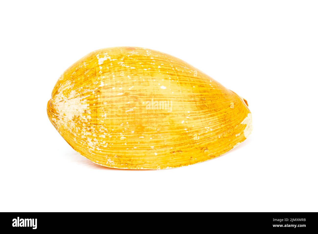 Image of yellow shell on a white background. Undersea Animals. Sea Shells. Stock Photo