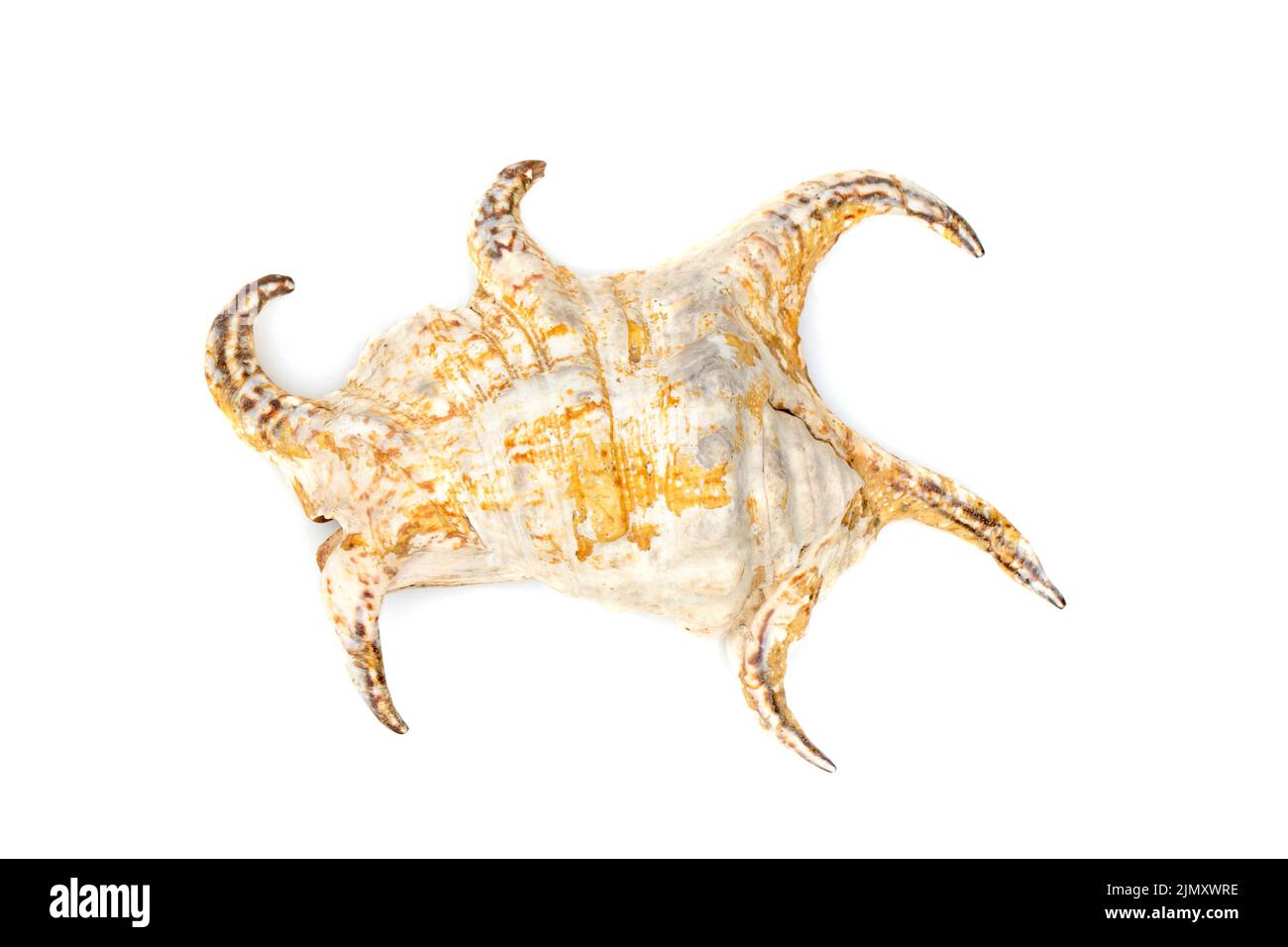 Image of Lambis chiragra, Harpago chiragra on a white background. Undersea Animals. Sea shells. Stock Photo