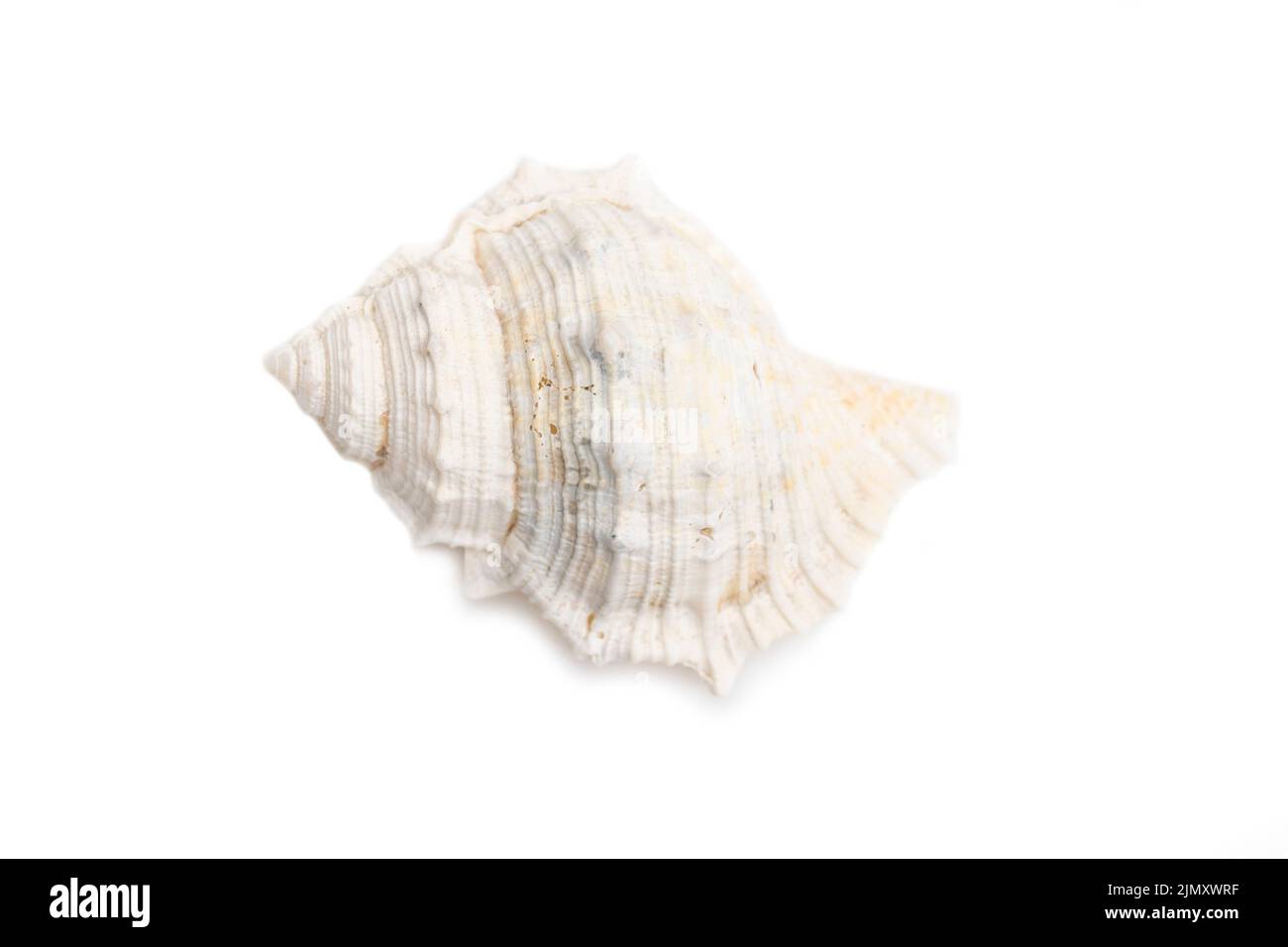 Image of white conch seashells on a white background. Undersea Animals. Sea Shells. Stock Photo