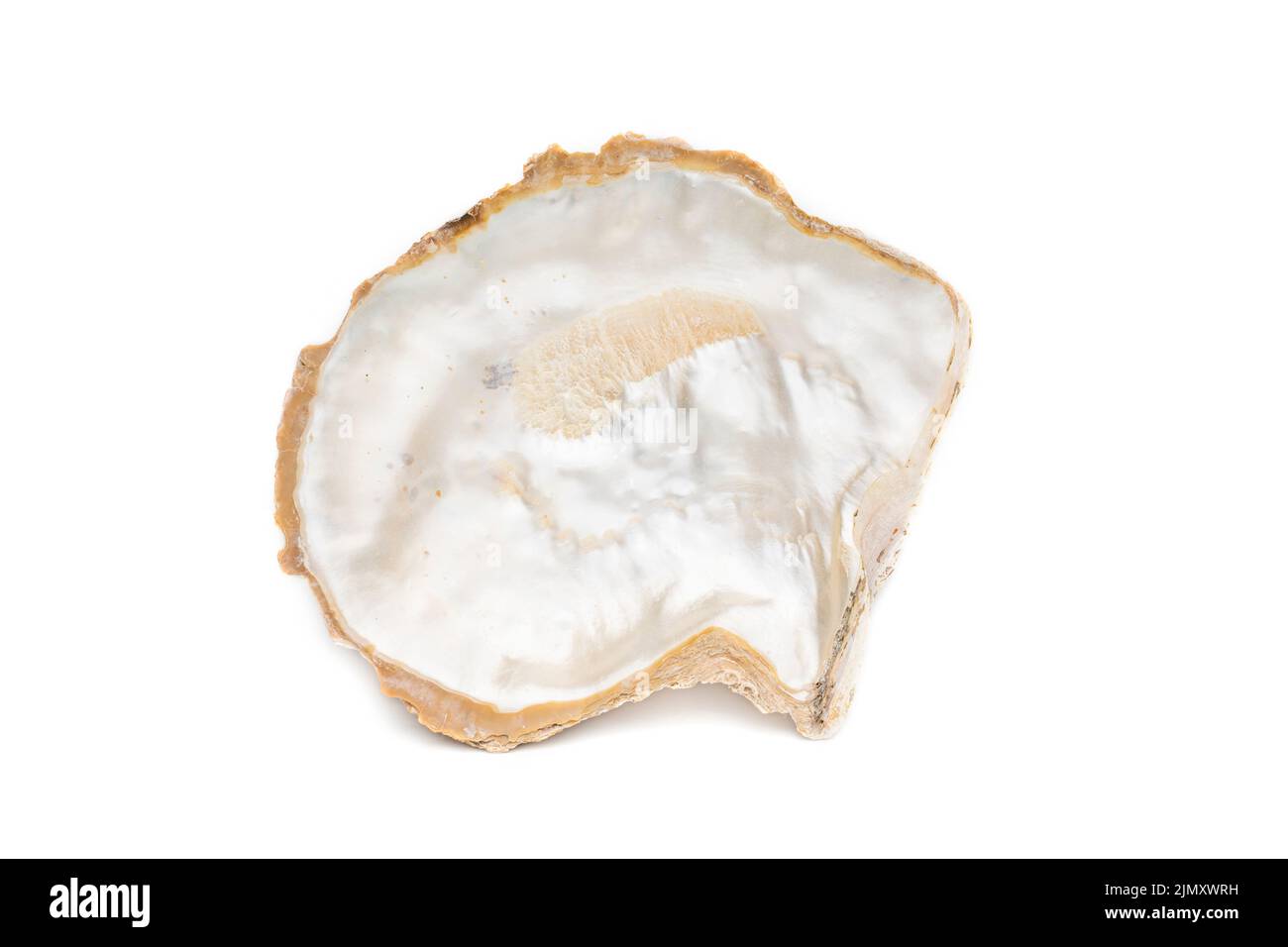 Image of seashells clam pearled on a white background. Undersea Animals. Sea Shells. Stock Photo