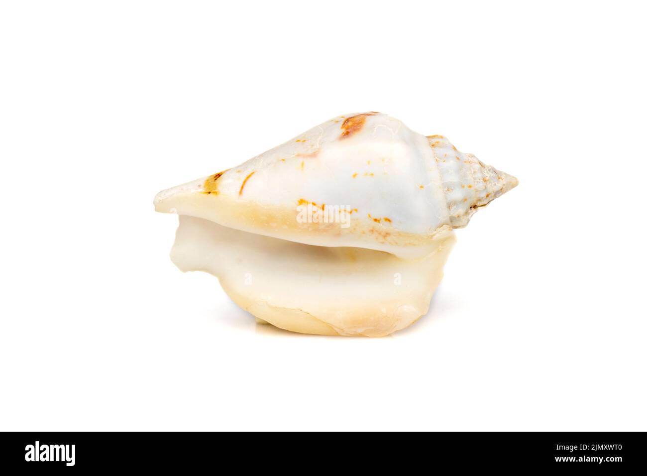 Image of seashells humped conch (Gibberulus gibbosus) on a white background. Undersea Animals. Sea Shells. Stock Photo