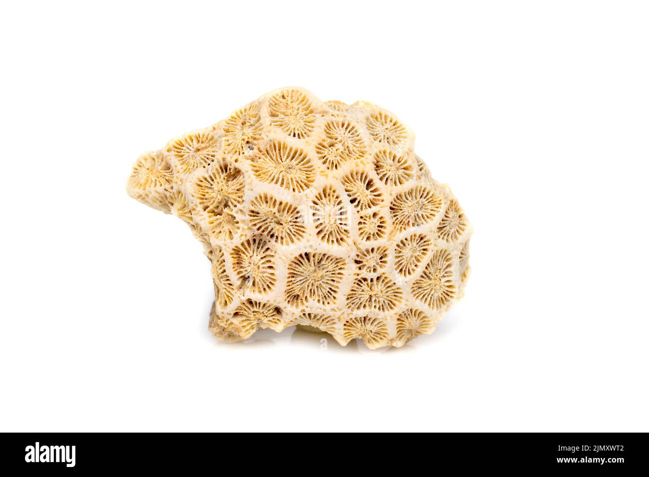 Image of coral cubes on a white background. Undersea Animals. Stock Photo