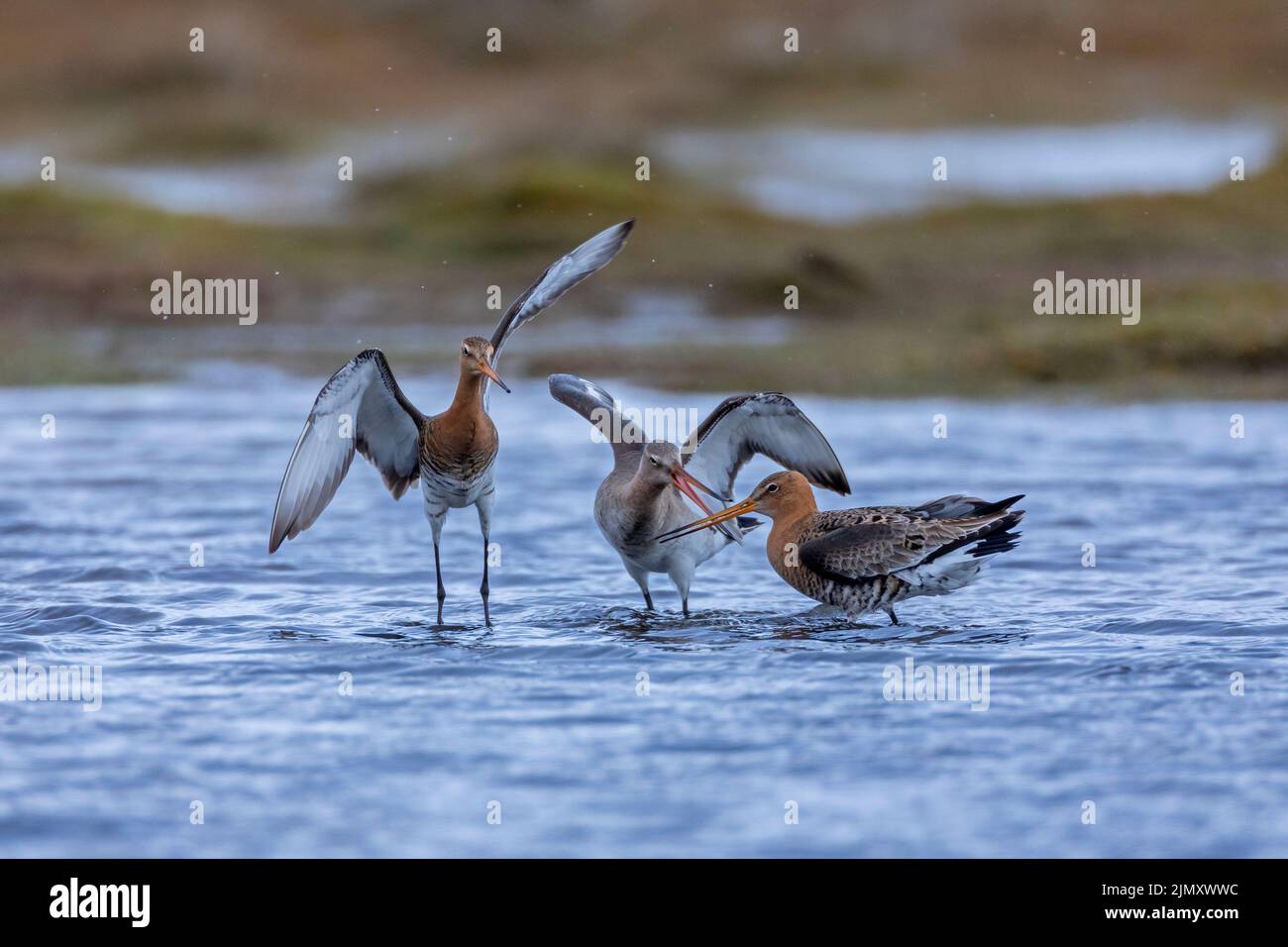 Two male Black-tailed Godwits fighting for the favor of a female Stock Photo