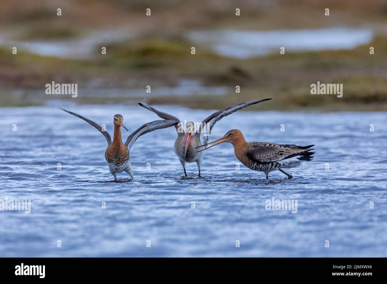 Two male Black-tailed Godwits fighting for the favor of a female Stock Photo