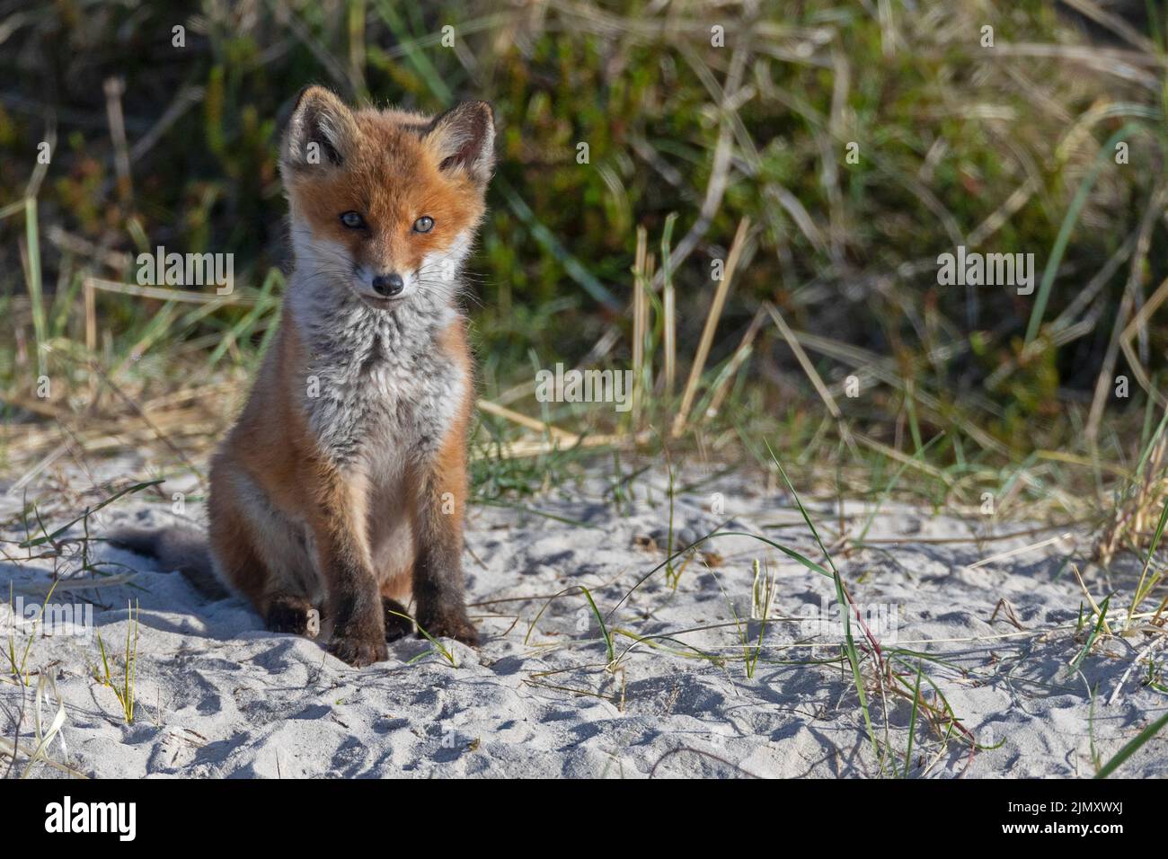 Red Fox kit near the den / Vulpes vulpes Stock Photo