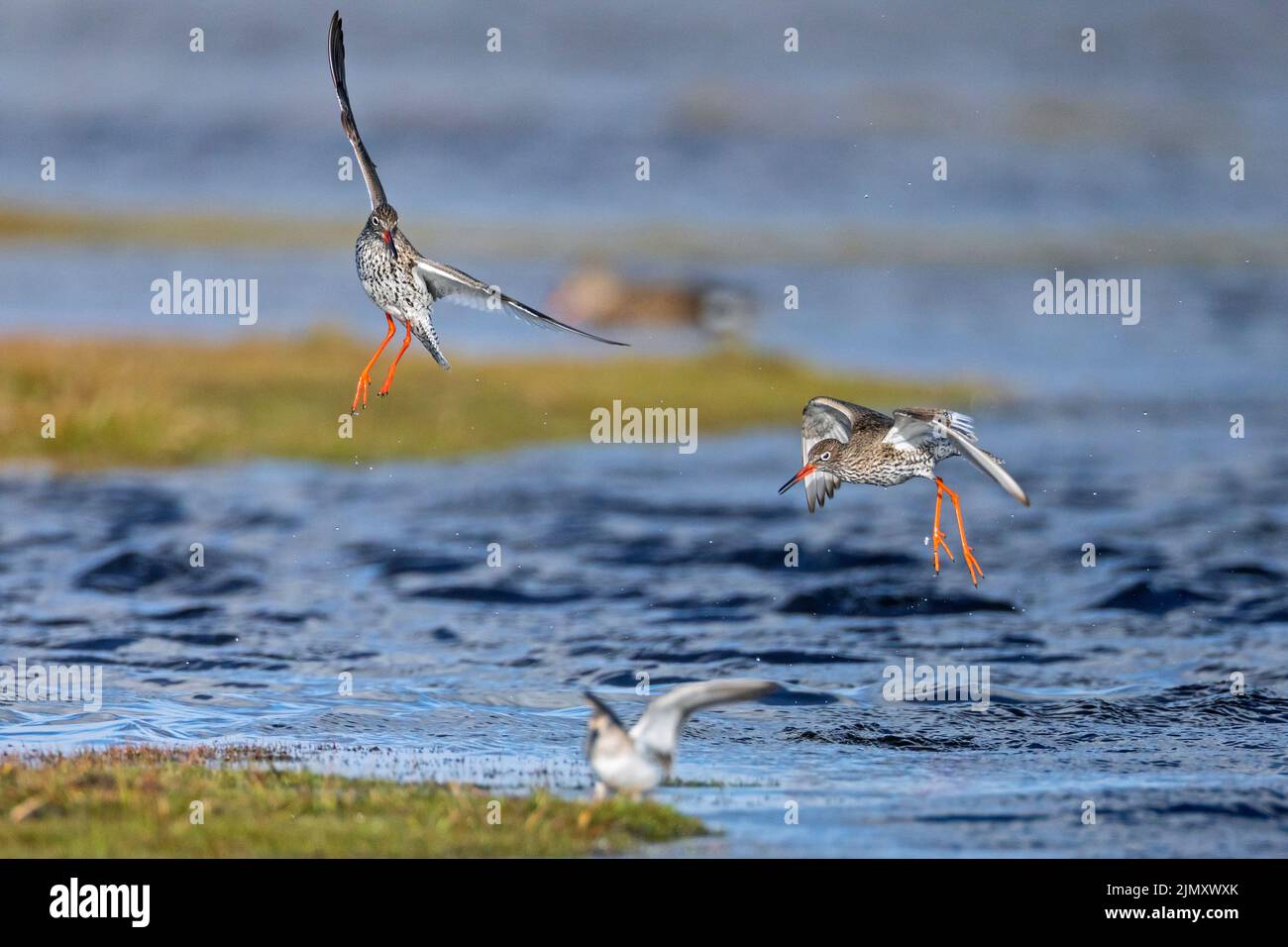 In April, the mating season of the Common Redshank begins Stock Photo