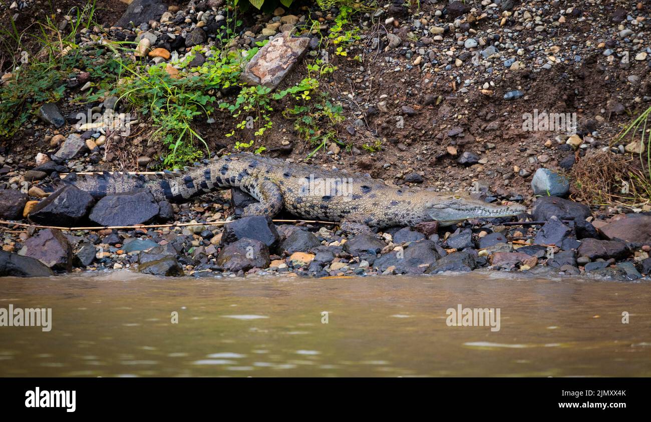 A large american crocodile, Crocodylus acutus, is lying on rocky ground beside the Panama Canal, Republic of Panama, Central America. Stock Photo