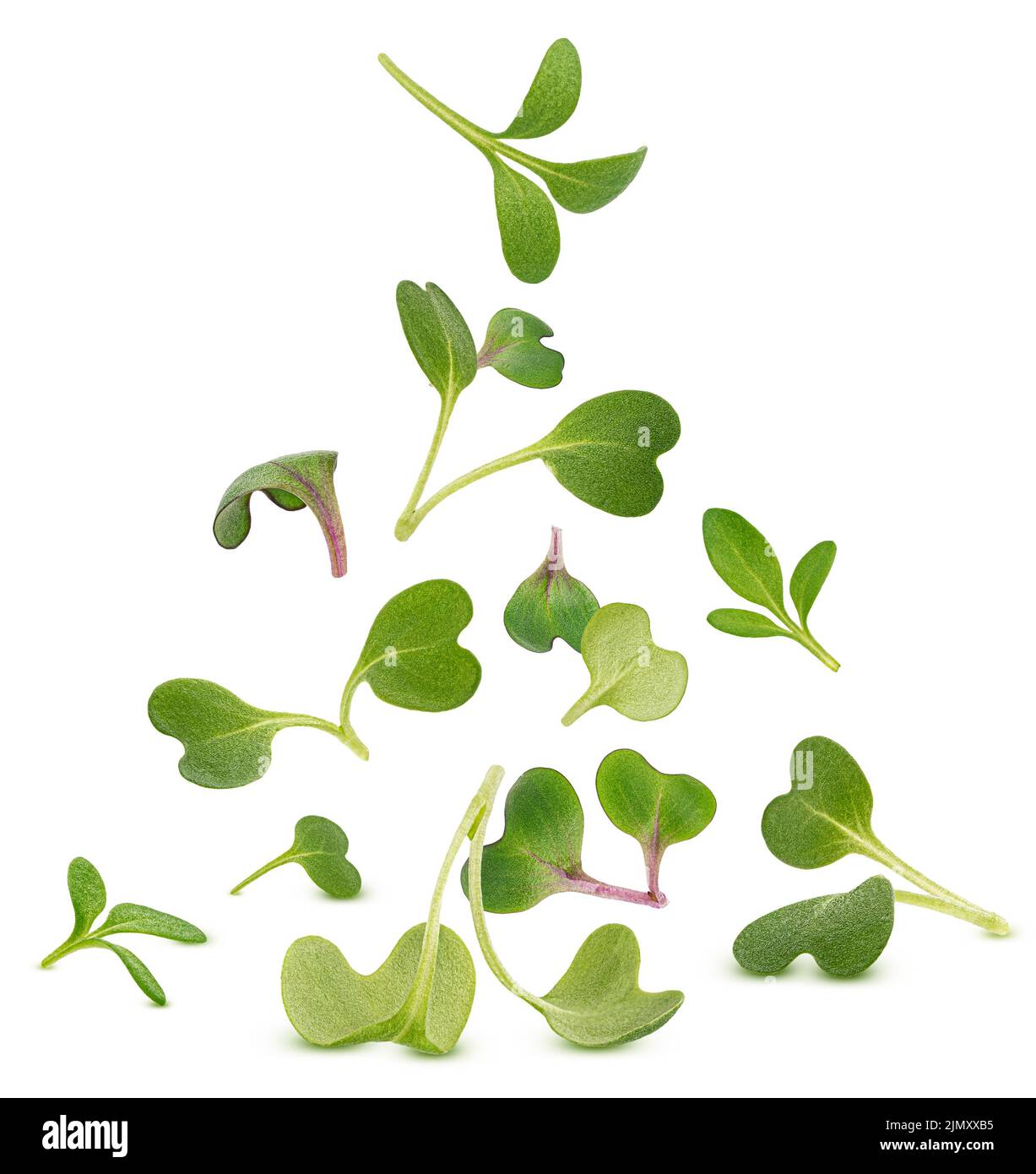 Microgreen leaves isolated on white background Stock Photo