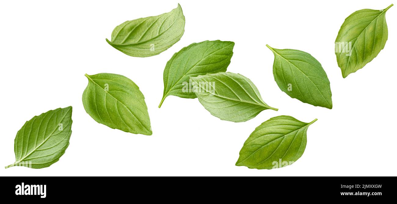 Falling basil leaves isolated on white background Stock Photo Alamy