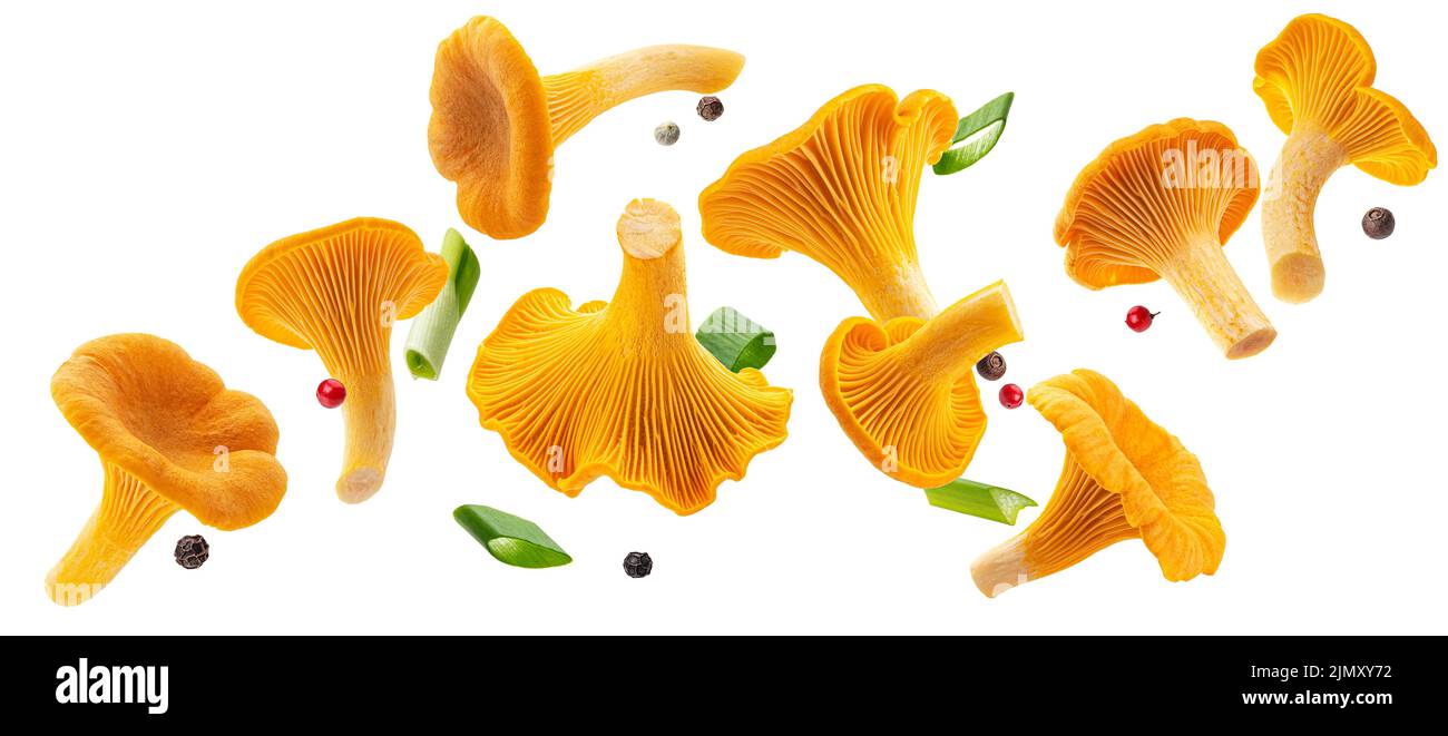 Chanterelle mushrooms isolated on white background Stock Photo Alamy