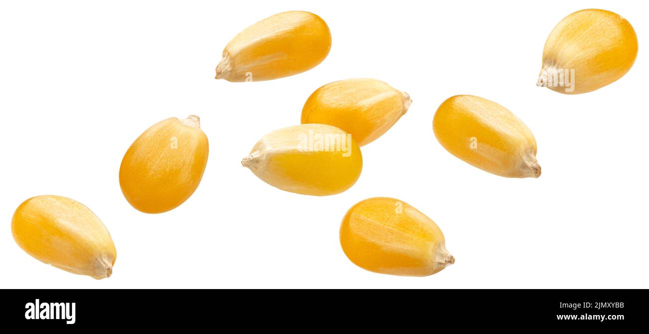 Raw corn grains isolated on white background Stock Photo