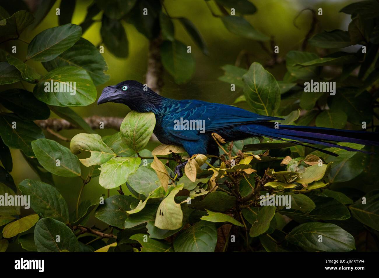 Greater Ani, Crotophaga major, in a tree beside Lago Gatun (Gatun lake), Republic of Panama, Central America. Stock Photo