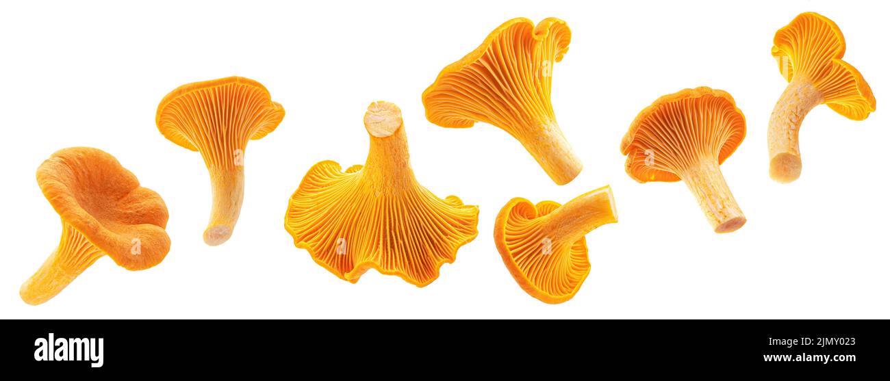 Chanterelle mushrooms isolated on white background Stock Photo Alamy