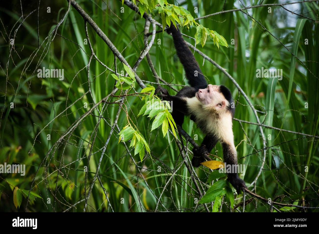 White-faced Capuchin, Cebus imitator, in the rainforest on an island in Gatun lake, Republic of Panama, Central America. Stock Photo