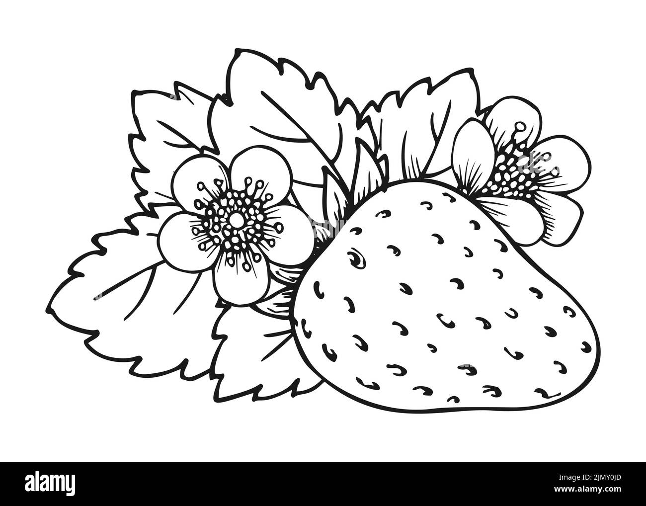 Sweet strawberry hand drawn sketch. Forest berries branch. Coloring book line art of healthy fresh farm organic berry harvest. Blossom bush with juicy strawberries, flowers and leaves closeup Stock Vector