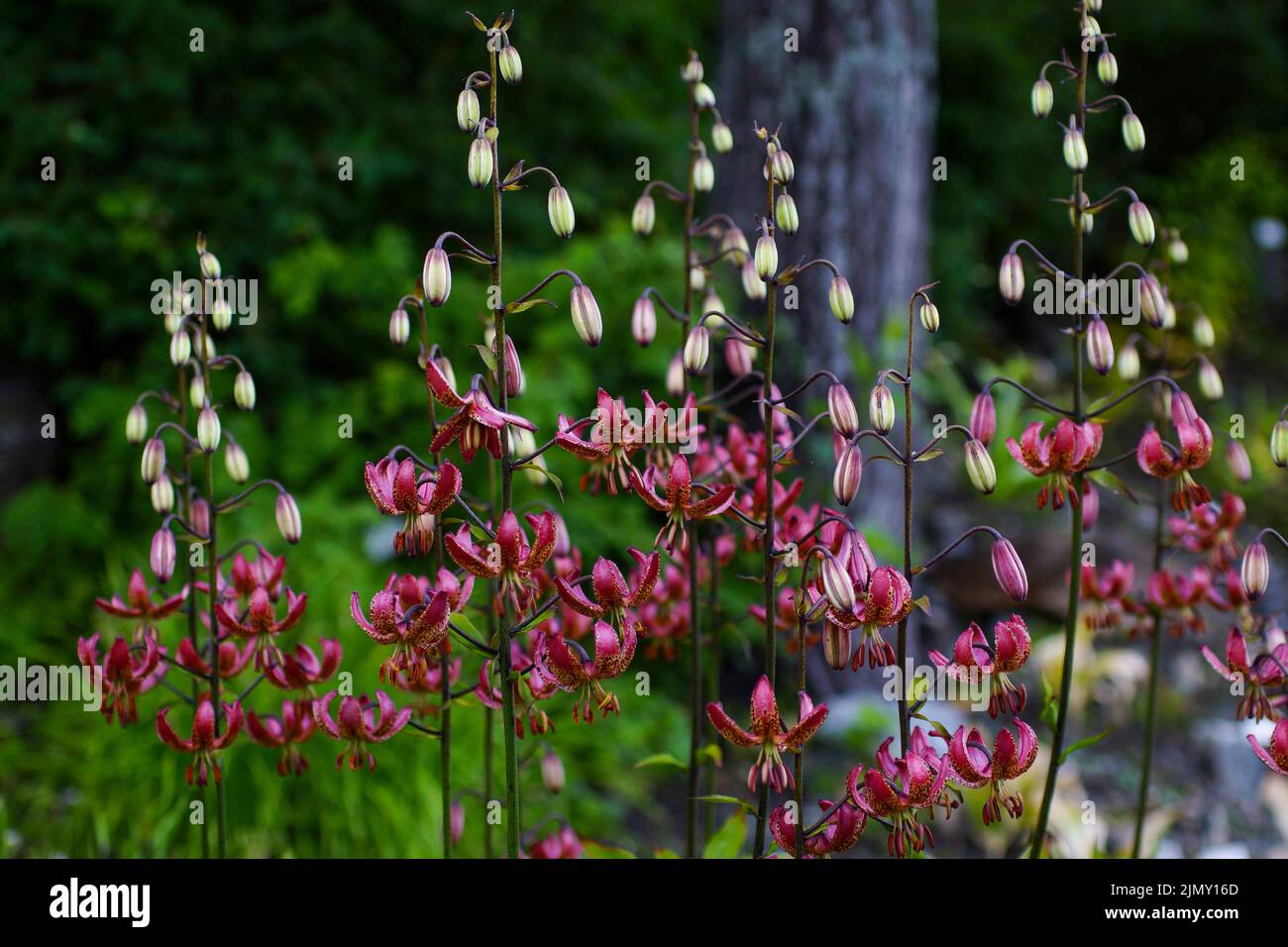 Abundantly flowering Martagon lily (Lilium martagon Stock Photo - Alamy