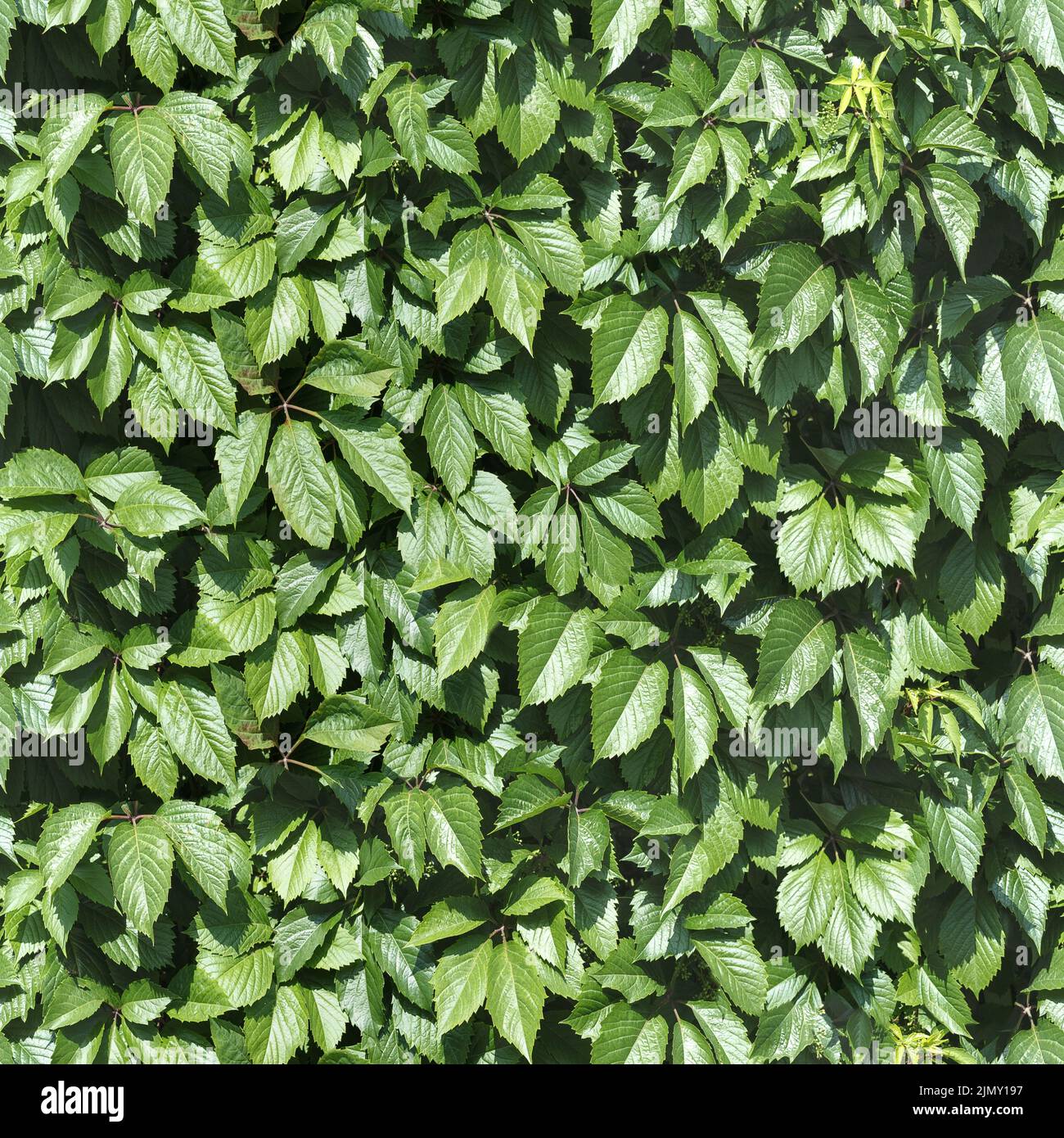 Seamless 4k hi-res stock photography and images - Alamy