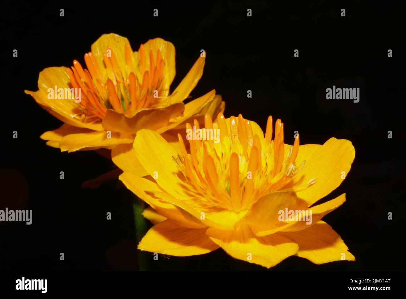 Close-up of the Asian globeflower (Trollius asiaticus), orange flowers Stock Photo