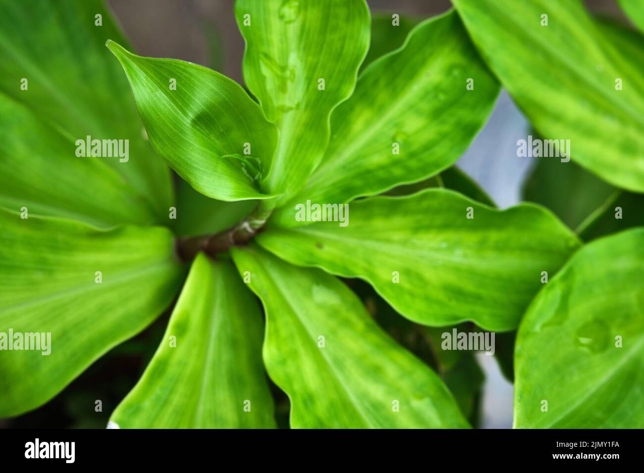 Green Insulin plant for Diabetes, a natural cure for diabetes (Chamaecostus cuspidatus), medicinal plants. Stock Photo