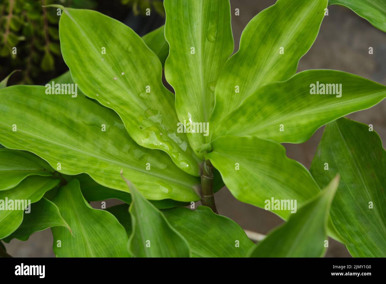 Green Insulin plant for Diabetes, a natural cure for diabetes (Chamaecostus cuspidatus), medicinal plants. Stock Photo