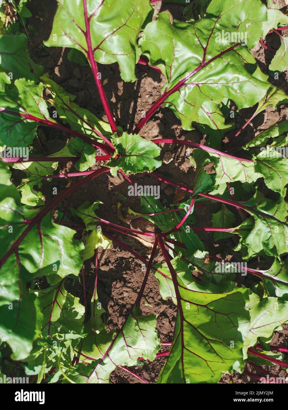Garden beet green leaves top view close up. Beetroot growing from the ground. Homegrown beet on garden bed Stock Photo