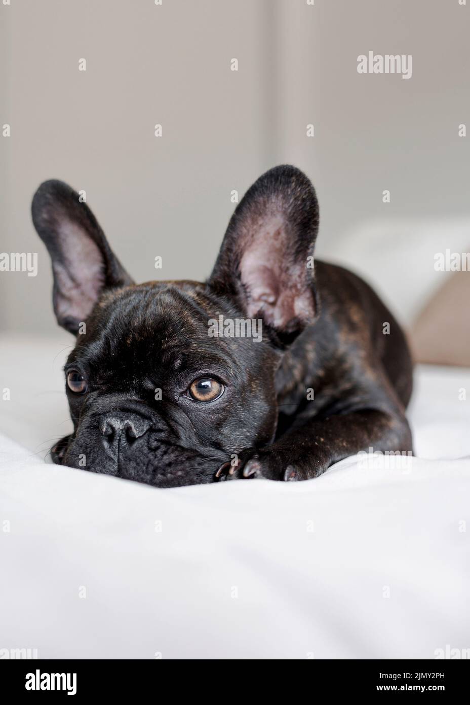 Portrait cute little puppy resting Stock Photo