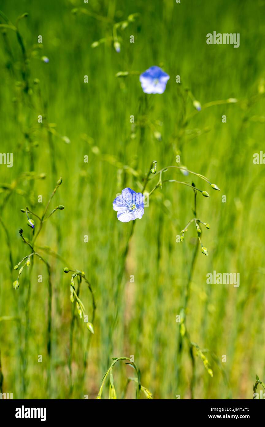Green fields of flax linen plants in agricultural Pays de Caux region, Normandy, France Stock