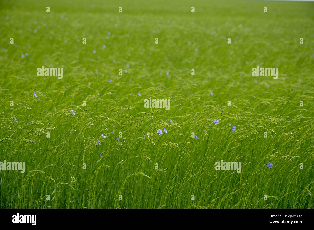 Green fields of flax linen plants in agricultural Pays de Caux region, Normandy, France Stock