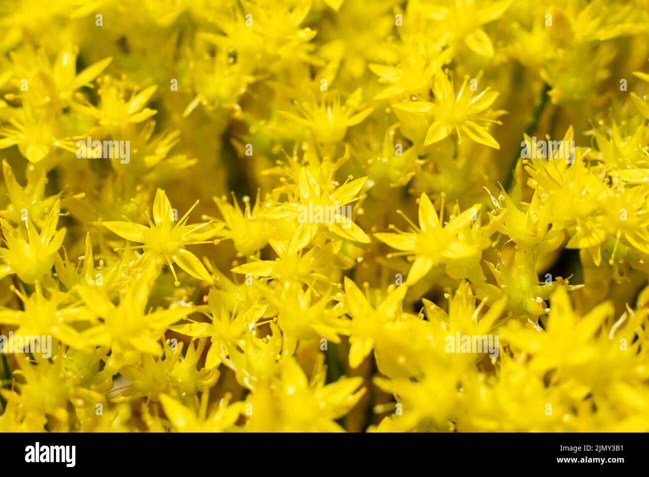Curative plant used in homeopathy yellow St. Johns wort flowers, sedum acre, or acrid stonecrop, growing large bush in the field Stock Photo