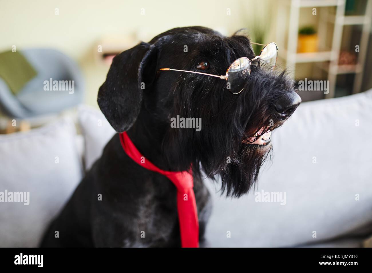 Black schnauzer wearing eyeglasses and red tie sitting on sofa in the room Stock Photo