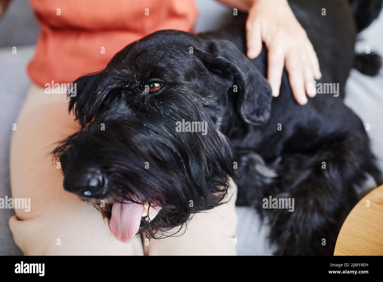 Close-up of owner sitting on sofa and stroking his black schnauzer while its lying on his knees Stock Photo