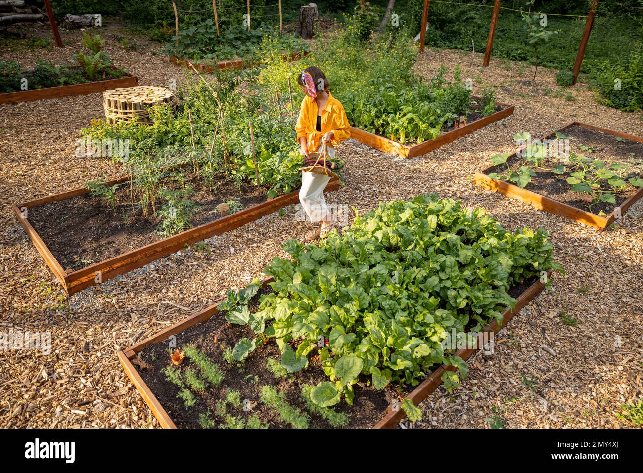 Woman at home vegetable garden Stock Photo