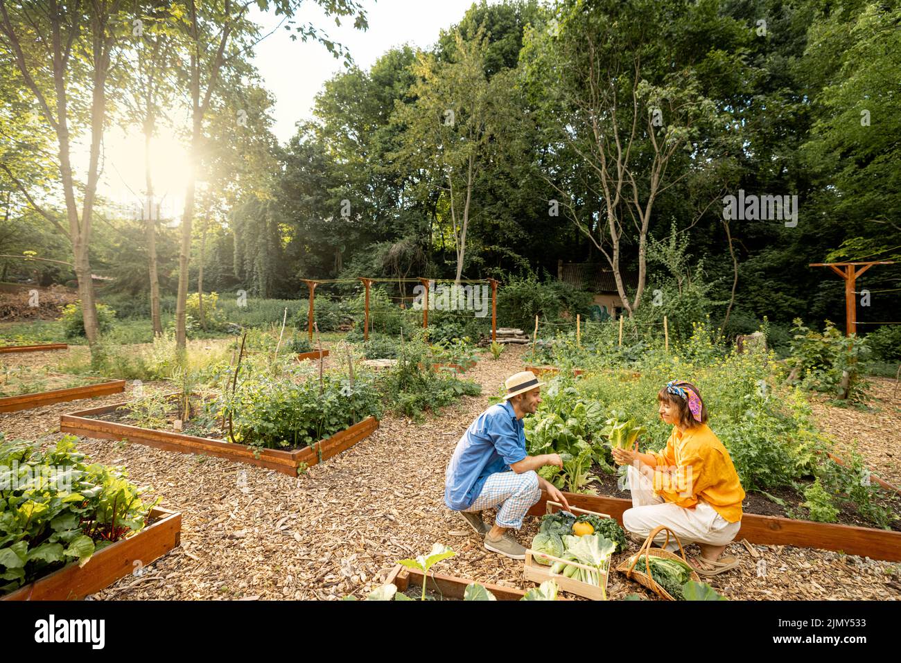 Man and woman harvesting greens at home garden Stock Photo
