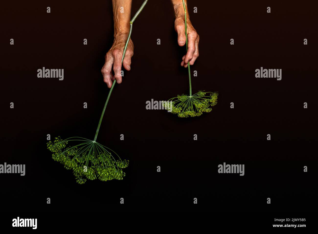Hands of old woman with disease of polyarthritis hold umbrellas of branch of dill on black background. High quality photo Stock Photo