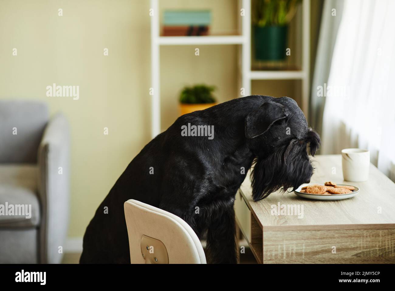 Pampered dog sniffing baked biscuits on plate on table in the room Stock Photo