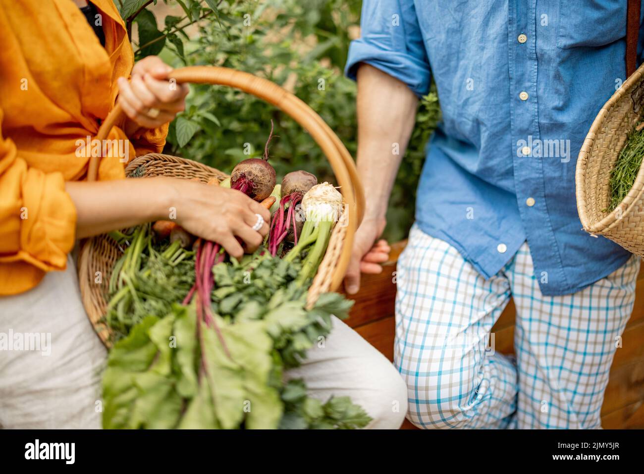 Farmers holds freshly picked beetroot in basket at garden Stock Photo