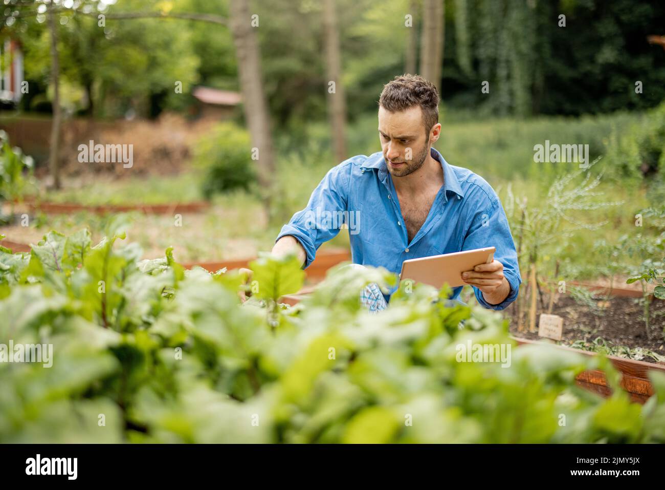 Farmer with digital tablet work at vegetable garden Stock Photo