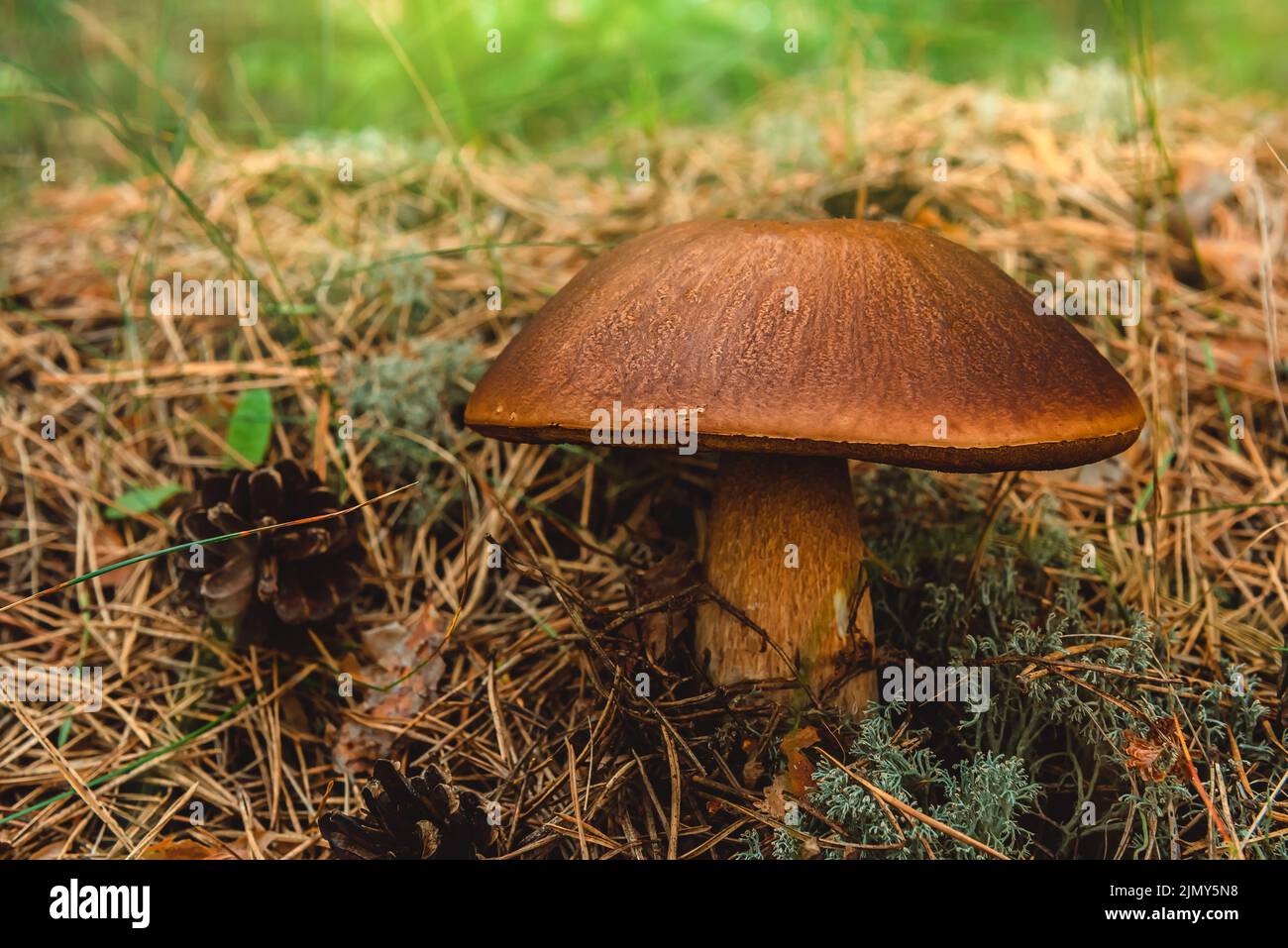White mushroom boletus grows in a coniferous forest. edible mushrooms Stock Photo