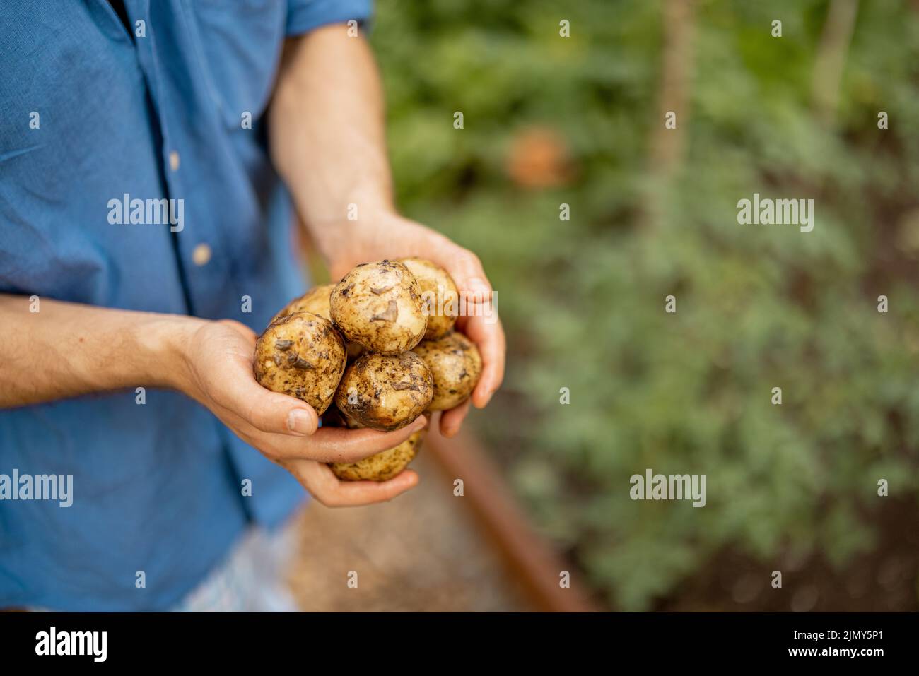 Holding freshly dug potato on farmland Stock Photo